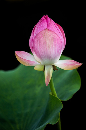 Lotus Dance
