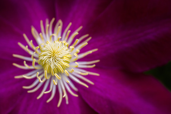 'Hoshi-no-Flamenco' Clematis