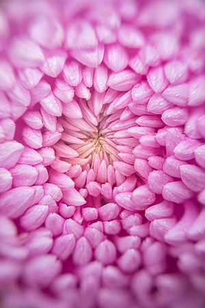 Chrysanthemum 'Jefferson Park'