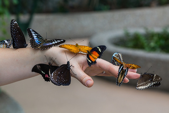 Butterfly Release