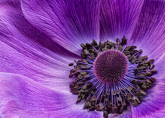 Anemone