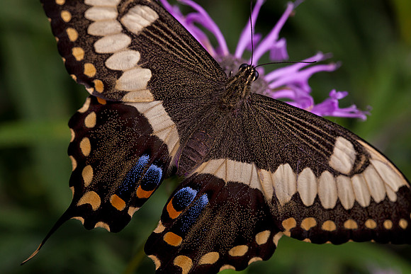 Emperor Swallowtail