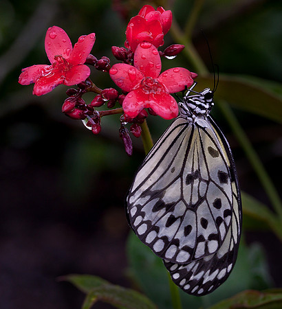 Paper Kite