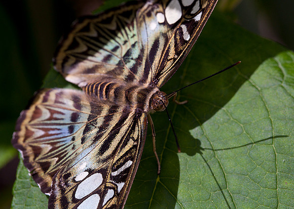 Blue Clipper