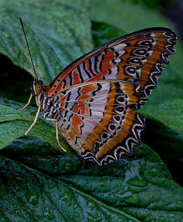 Lacewing