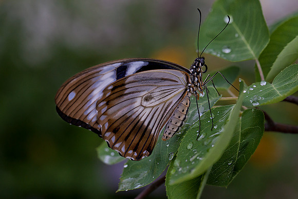 Mocker Swallowtail - Female