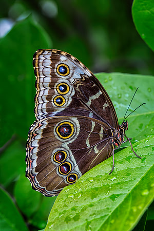 Blue Morpho