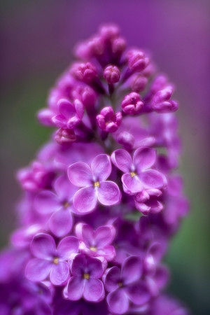 Lilacs in Spring