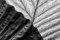 Giant Taro Leaves