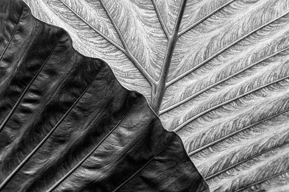 Giant Taro Leaves
