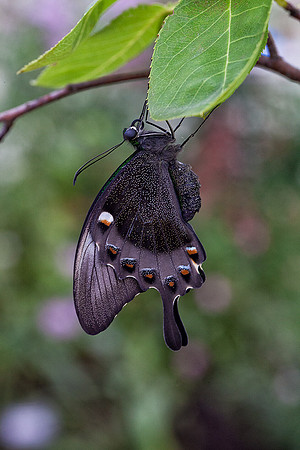 Emerald Swallowtail/Banded Peacock