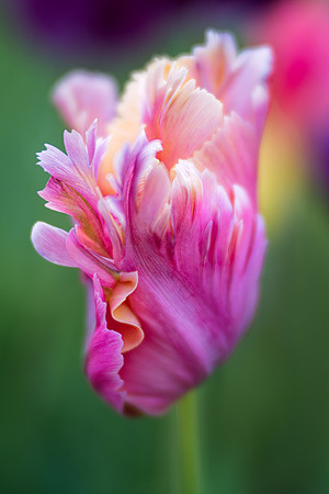 Parrot Tulip