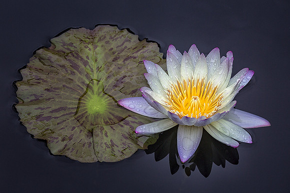 Rainy Day Waterlily