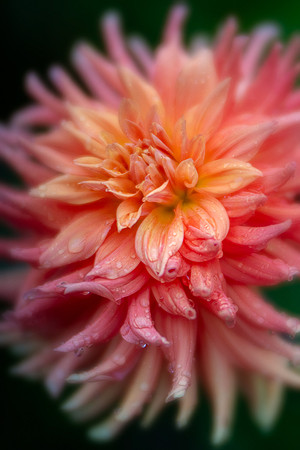 Dahlia, Longwood Gardens