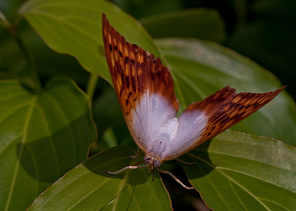 Pearl Charaxes