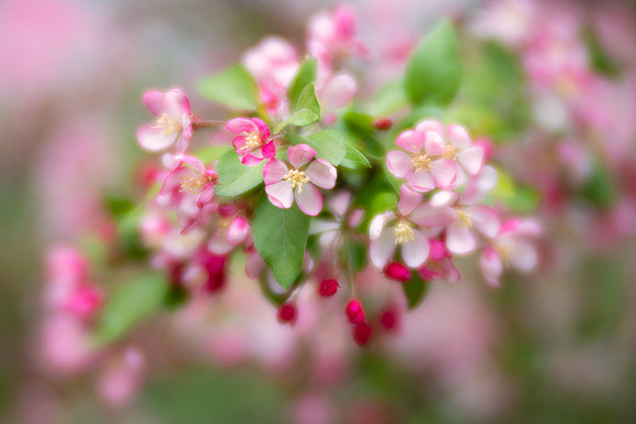 Crabapple Blossoms