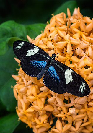 Doris Longwing