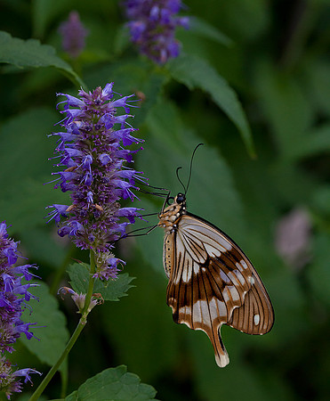 Mocker Swallowtail - Male