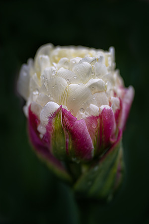 Tulipa "Ice Cream"