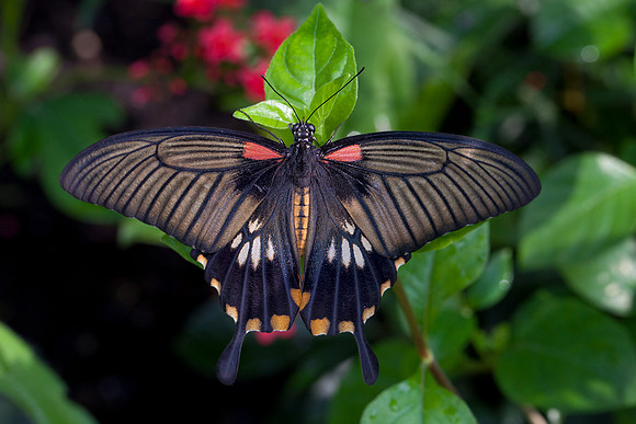 Great Yellow Mormon