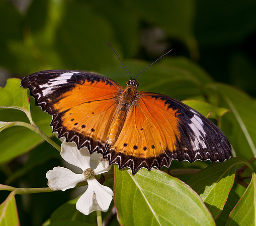 Leopard Lacewing - Male