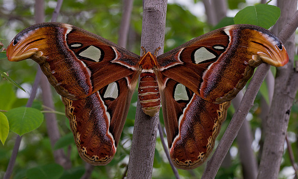 Atlas Moth