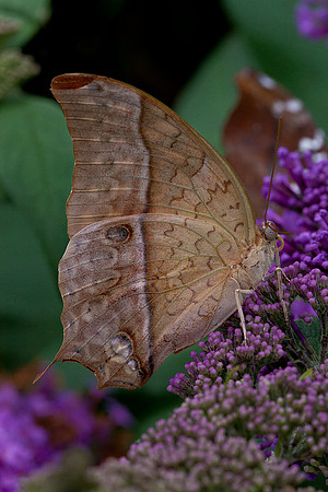 Charaxes