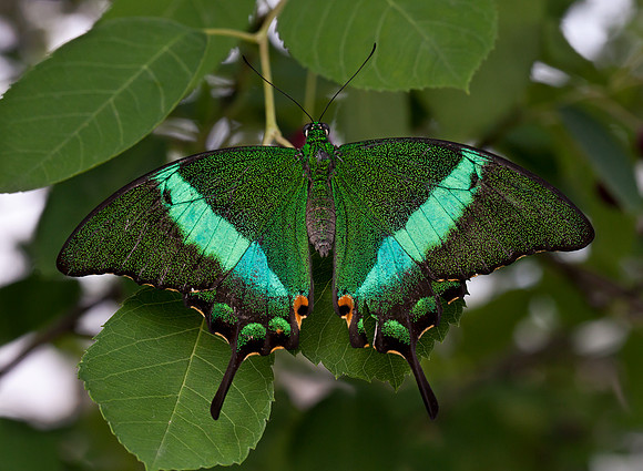 Banded Peacock