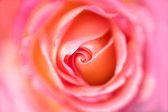 Rose in Pink