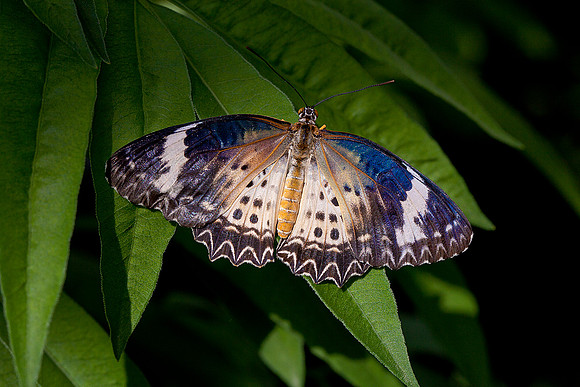 Leopard Lacewing - Female