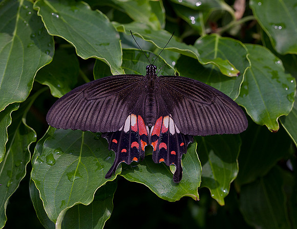 Scarlet Mormon