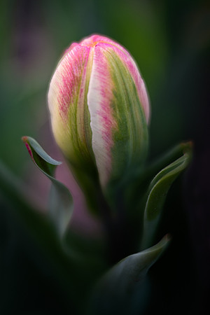 Tulipa 'Ice Cream'