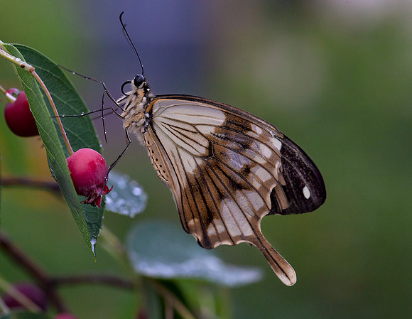 Mocker Swallowtail - Male
