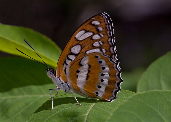 Common Sergeant
