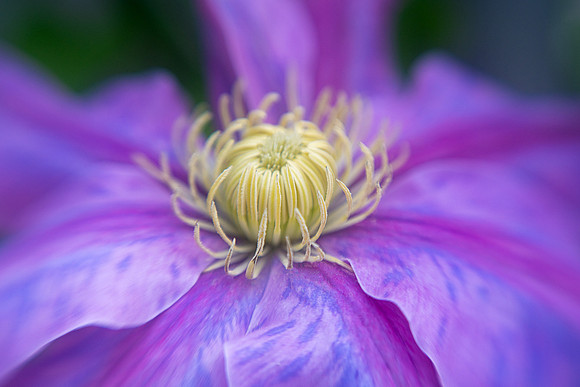 Clematis 'Pink Beauty'
