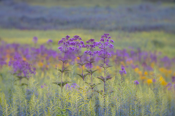 Longwood Gardens Meadow