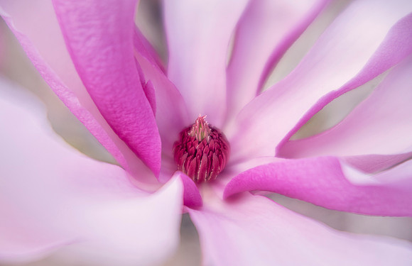 Jane Magnolia