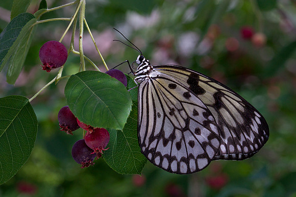 Paper Kite
