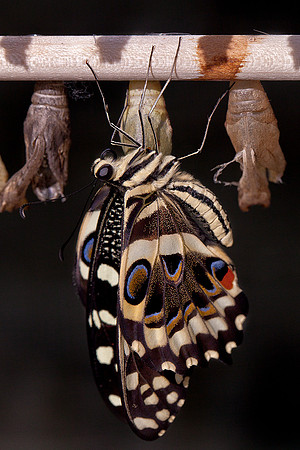 Just emerged - Orchard Swallowtail