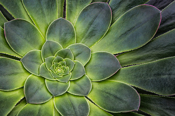 Succulent Symmetry