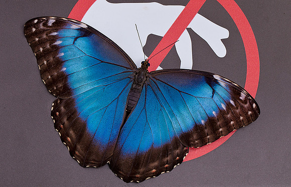 Blue Morpho
