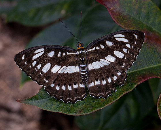 Common Sergeant