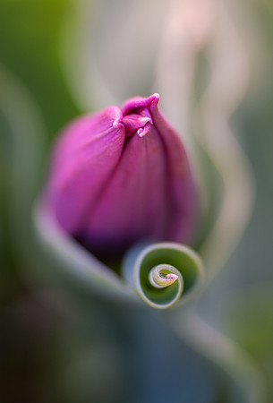 Tulip Curl