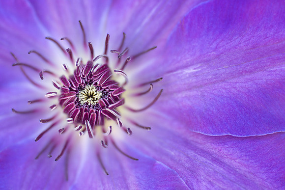 Clematis