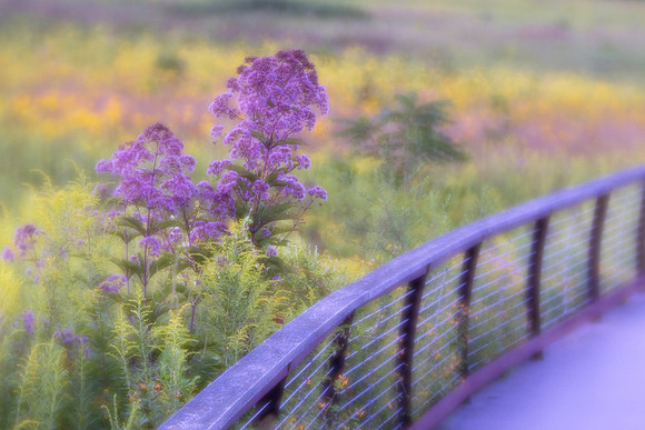 Longwood Gardens Meadow