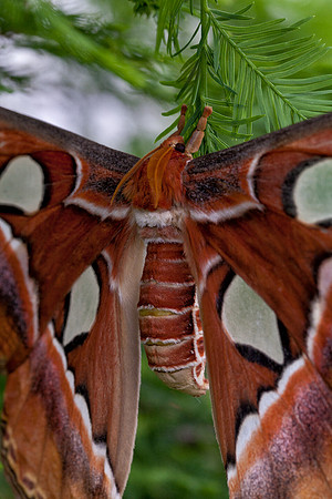 Atlas Moth