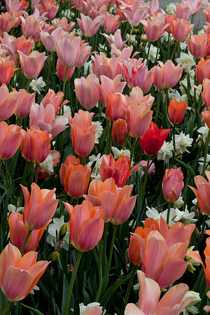 'Perestroyka' Tulips