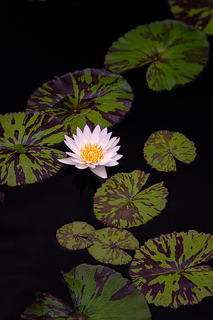 Waterlily Stepping Stones