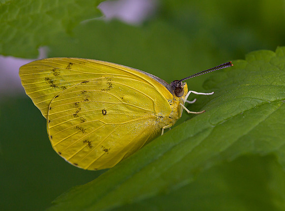 Orange Emigrant