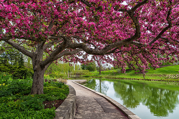 Crabapple in Graham Bulb Garden
